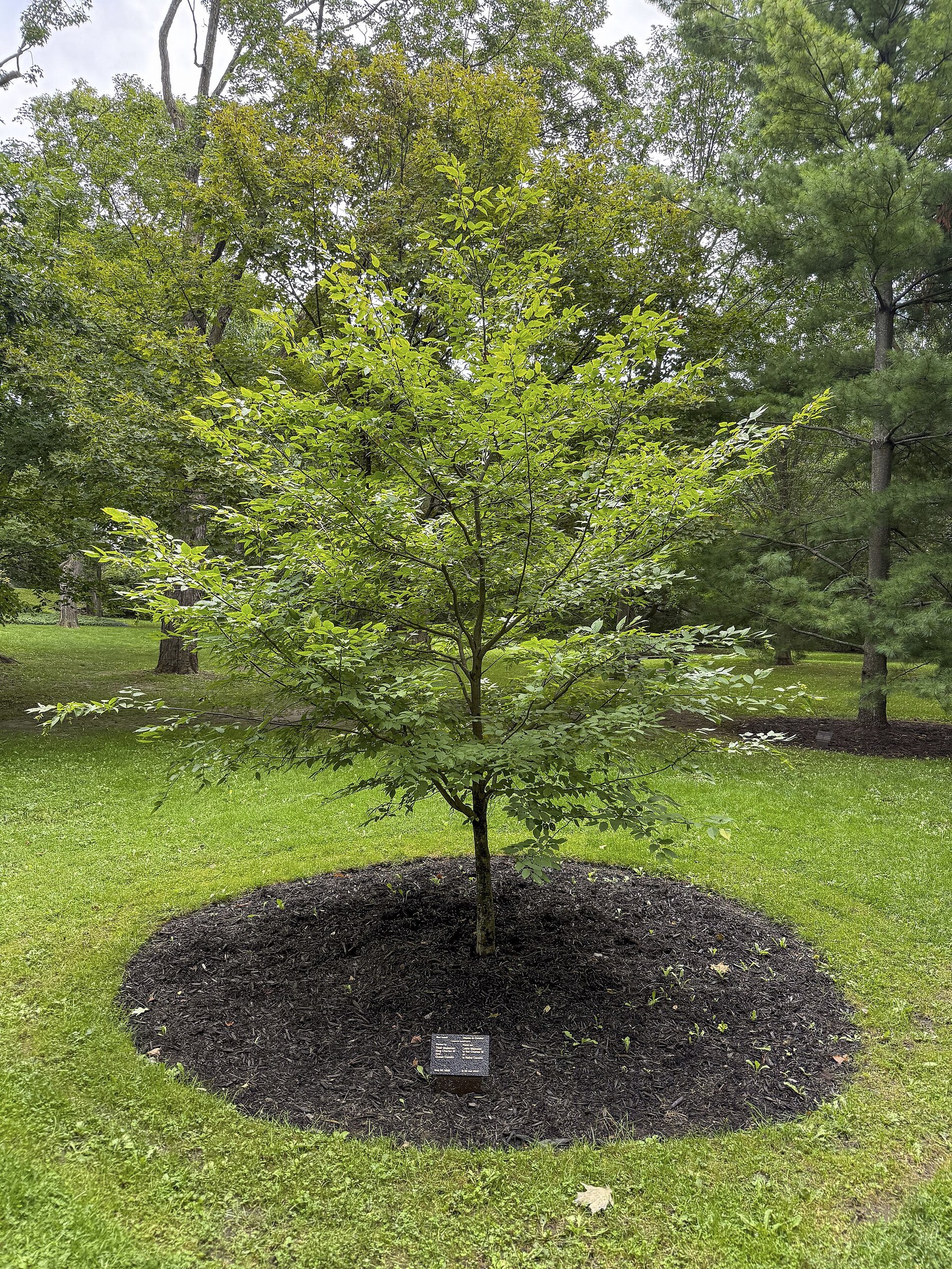 King Charles III planting a blue beech tree at Rideau Hall, Ottawa, May 2025