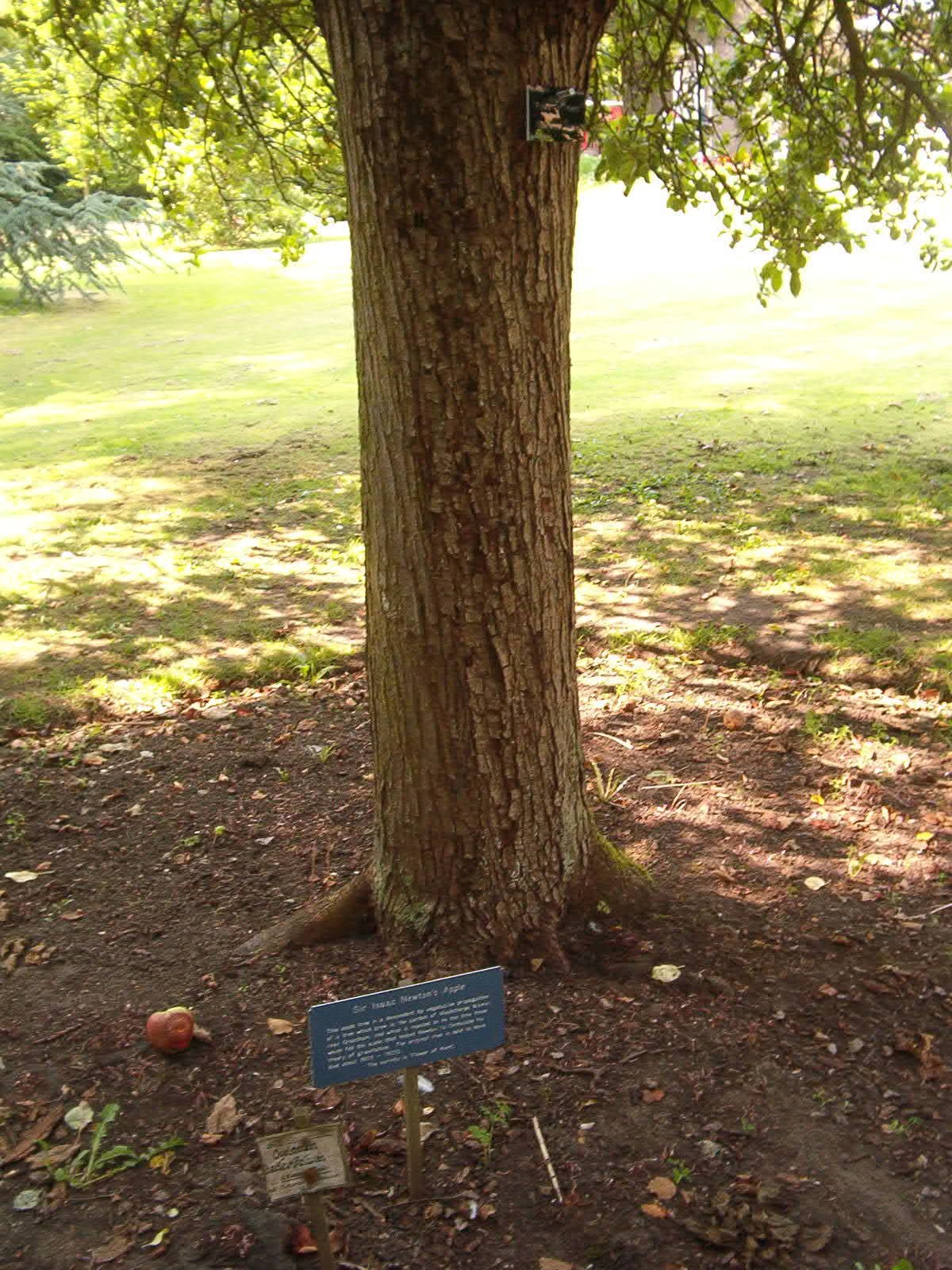 Newton's apple tree at Woolsthorpe Manor: a Flower of Kent apple tree in the orchard
